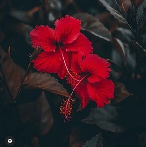 Meet your Posher, Madona magdalene